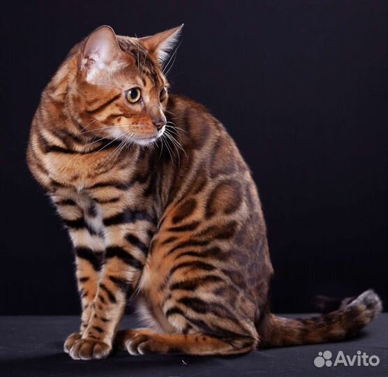 Бенгальский кот на вязку