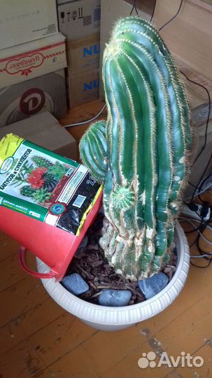 Кактус большой высокий