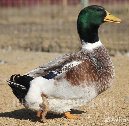 Утка Сильвер Эпплиярд (инкубяйцо)