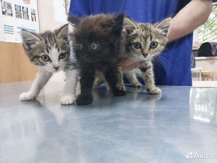 Две девочки и мальчик в добрые руки