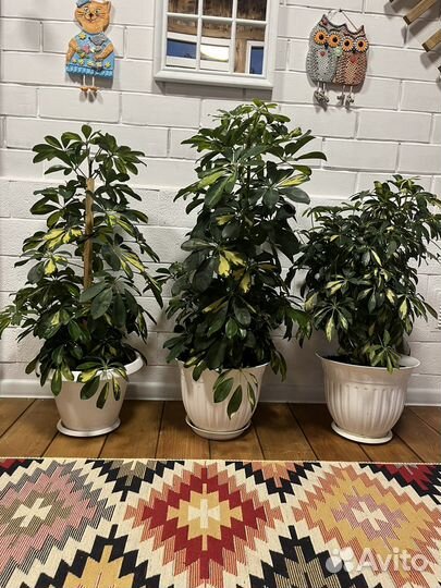 Комнатные цветы шефлера