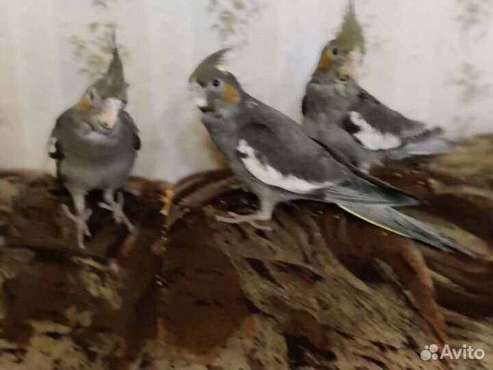 Корелла ручные птенцы