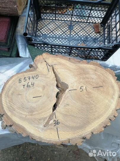 Спилы дерева Карагач