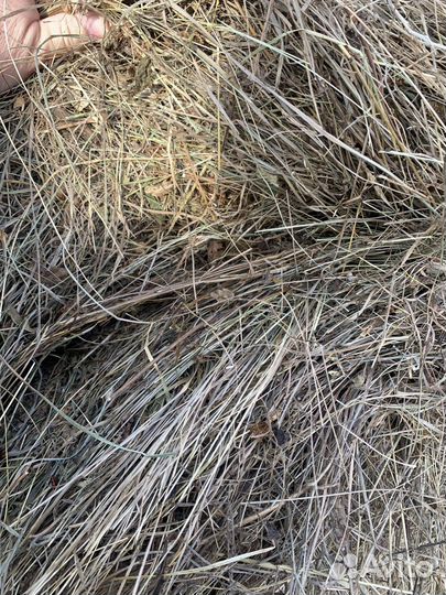 Сено в рулонах