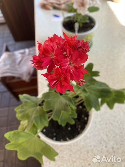 Пеларгония герань стеллар