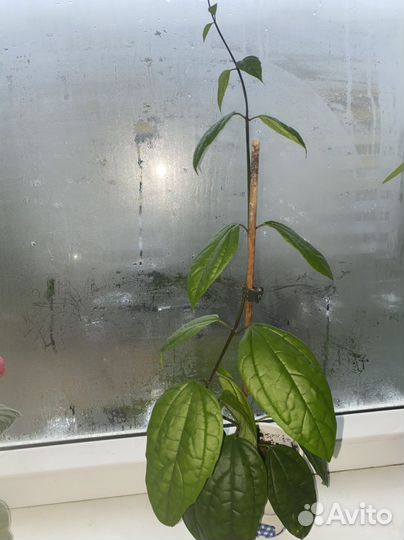 Клеродендрум