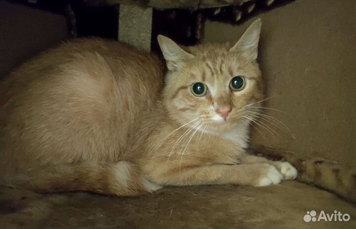 Милейший рыжий кот в поисках дома