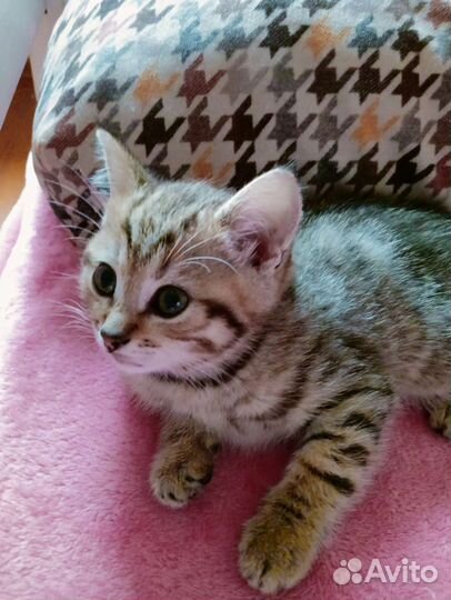 Британские котята