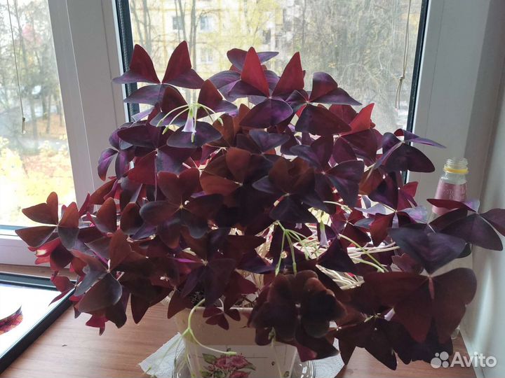 Кислица оксалис фиолетовая