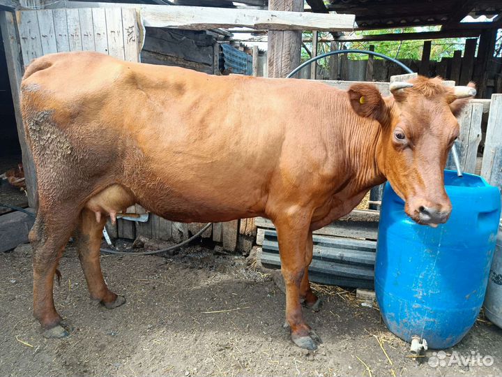 Корова стельная дойная