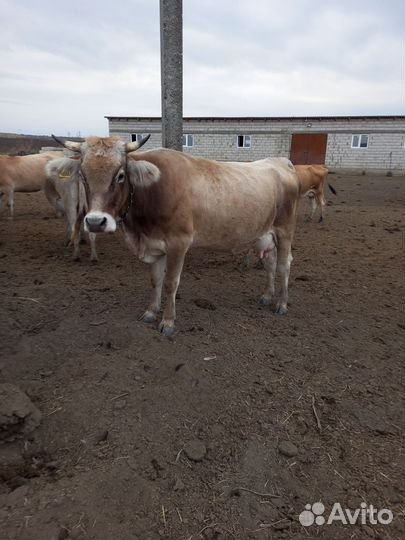 Корова породы швиц