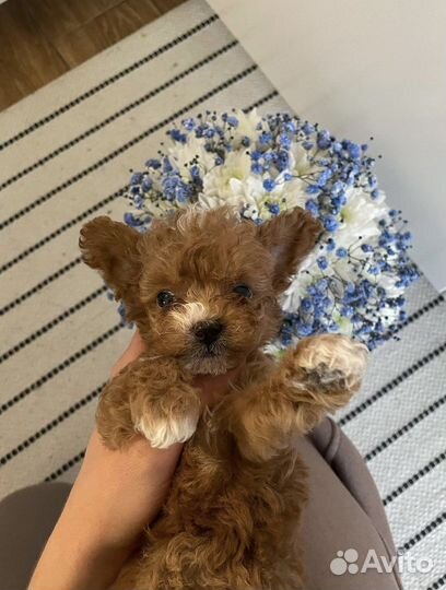 Мальтипу мини