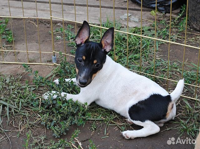 Той-фокстерьер, щенки