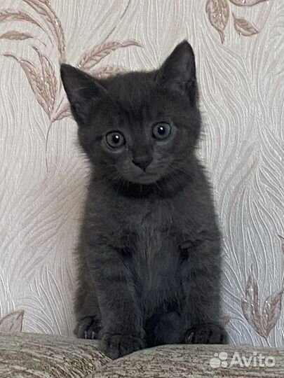 Домашние животные кошки