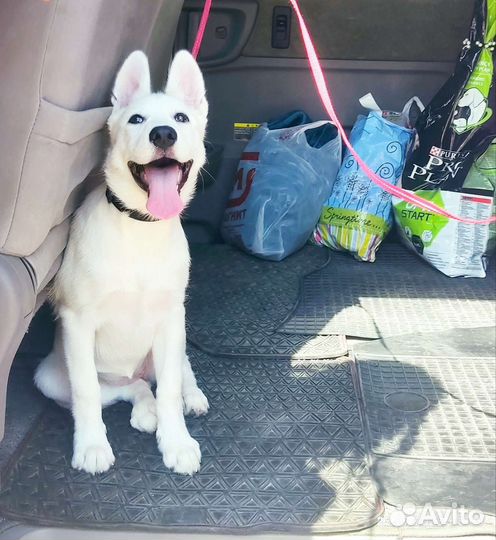 Живое такси Зоотакси Перевозки