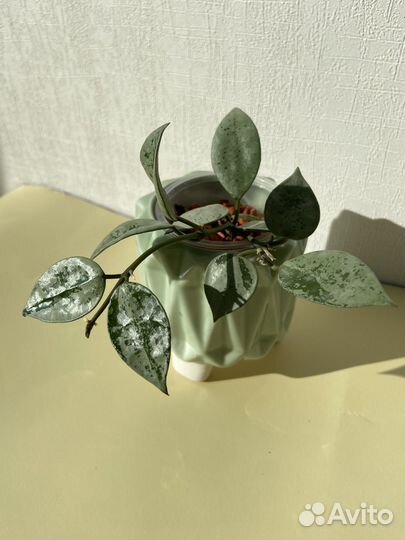 Хойя лакуноза эскимо сильвер