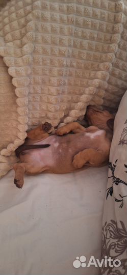 Щенок таксы