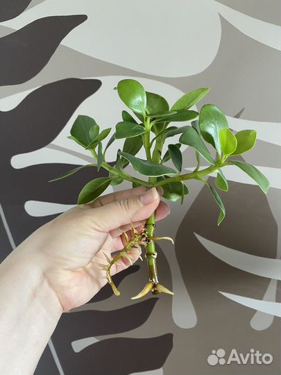 Клузия Принцесс (черенок)