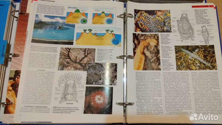 Древо познания