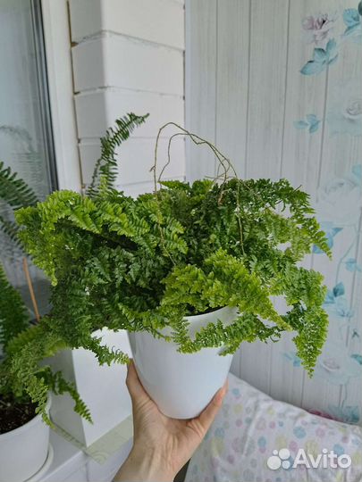 Папоротник нефролепис Кардитас