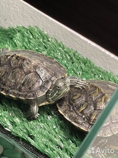 Красноухие черепашки