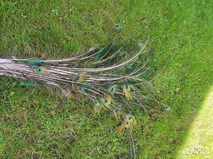 Перо павлина настоящее