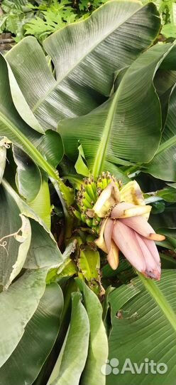 Банан Кавендиш