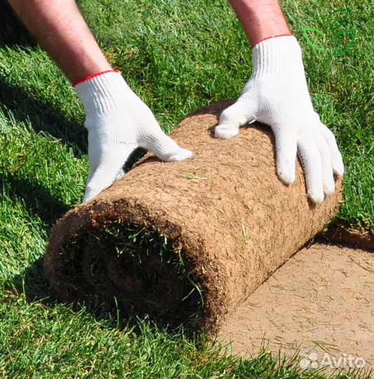 Рулонный газон от производителя