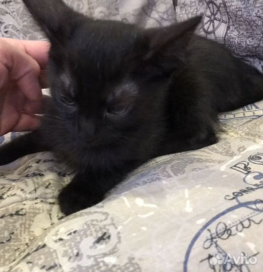 Котенок кошечка в добрые руки