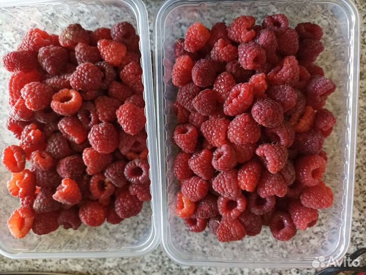 Ремонтантная малина