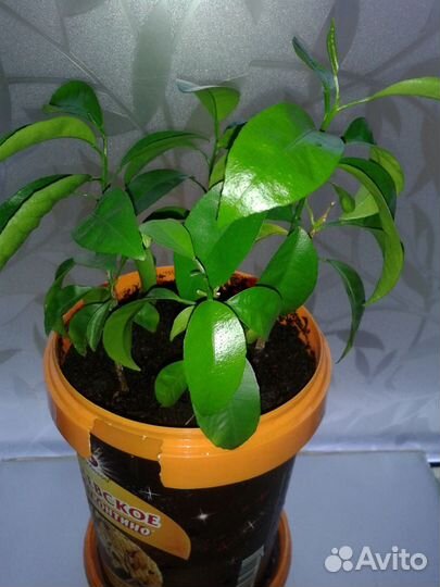 Деревца мандарина