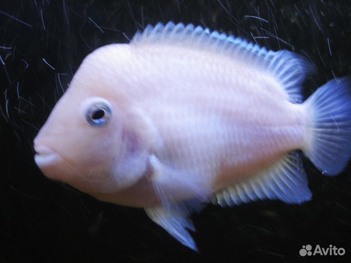 Цихлазомы чернополосые простые и фламинго