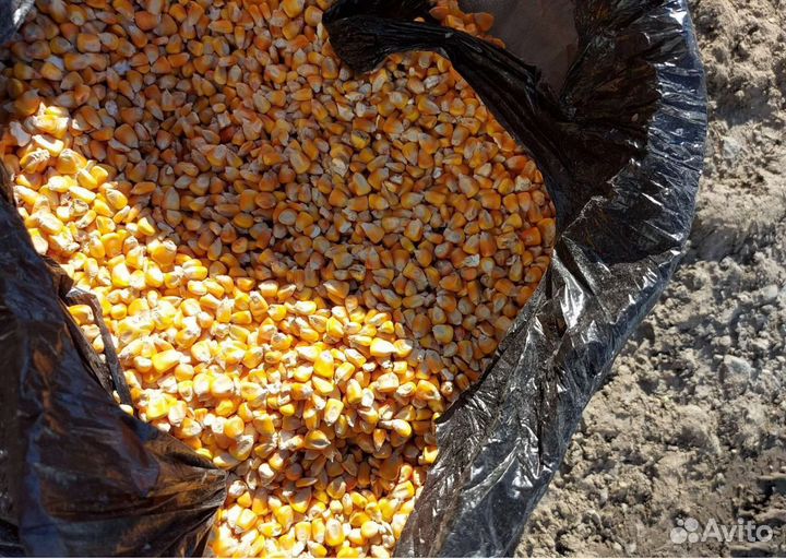 Соя, Горох корма