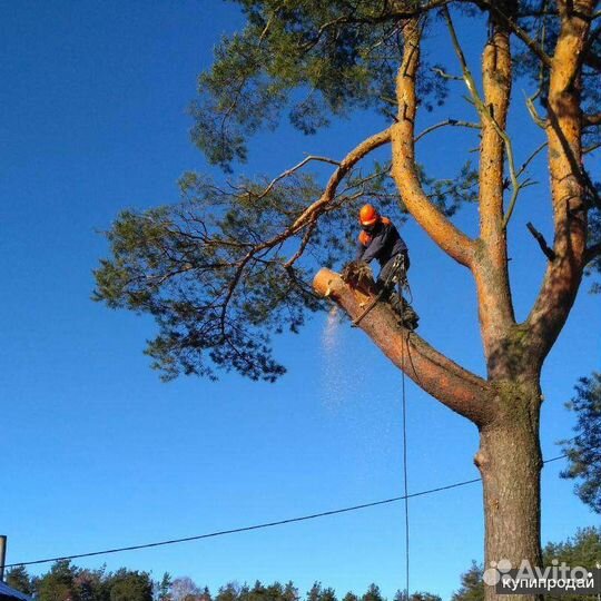 Удаление и опиловка деревьев