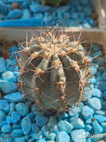 Коллекционные взрослые цветущие кактусы