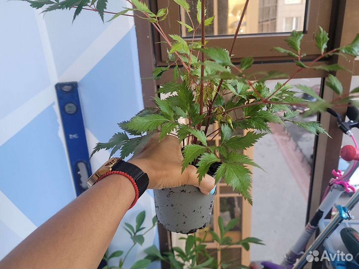 Астильба красная