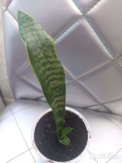 Сансевиерия щучий хвост)
