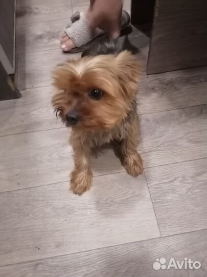 Продаю йоркширский терьер