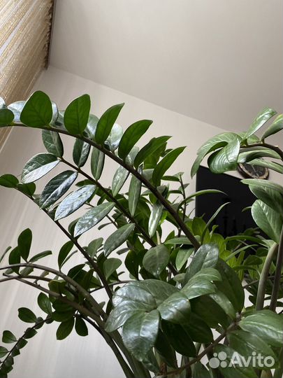 Замиокулькас