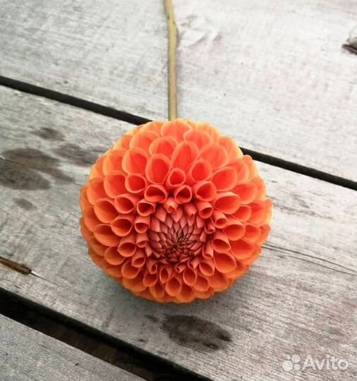 Набор деленок георгин 