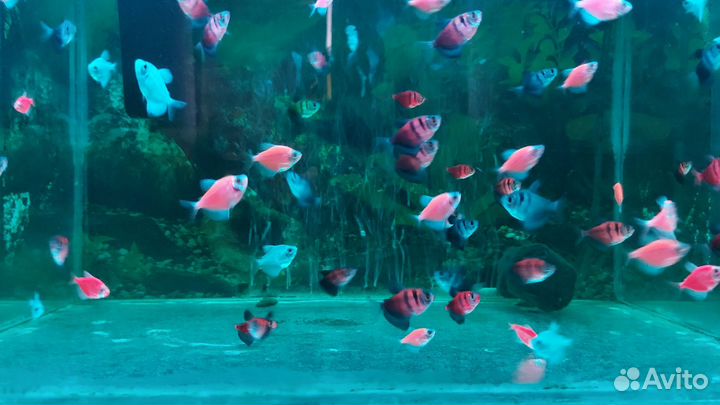 Аквариумные рыбки