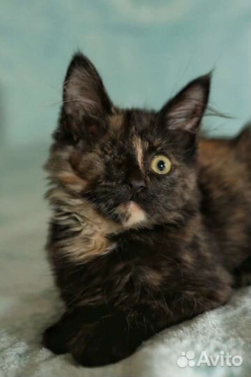 Леля в добрые руки