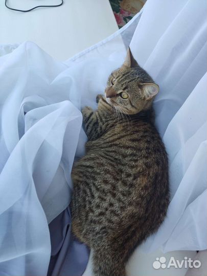 Отдам бесплатно кота