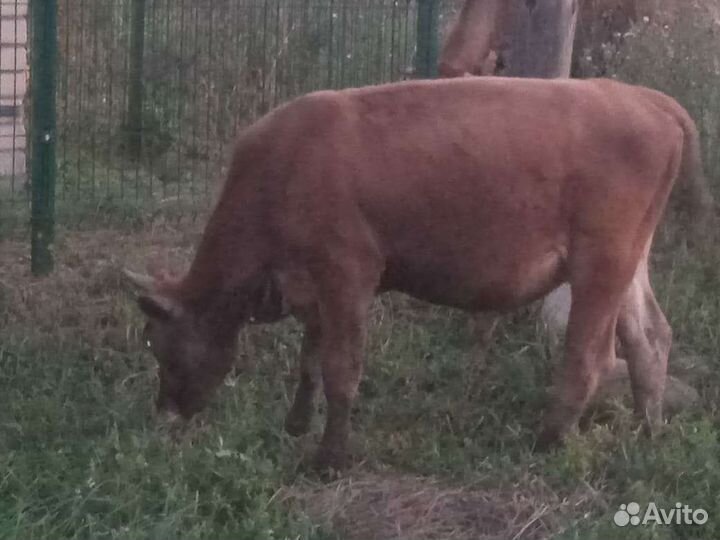 Телята бычки