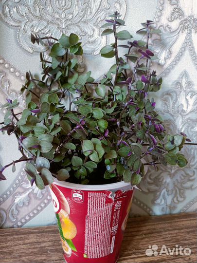 Хлорофитум кудрявый бонни/каллизии