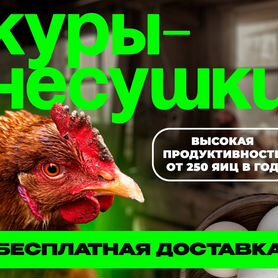 Куры несушки продам