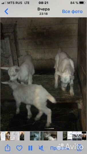 Козы дойные