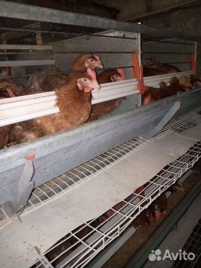 Куры несушки ломан браун