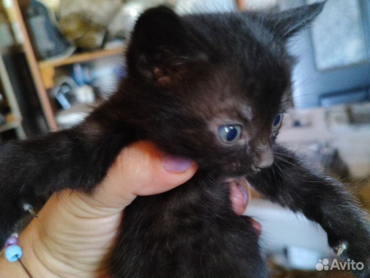 Домашние животные котята
