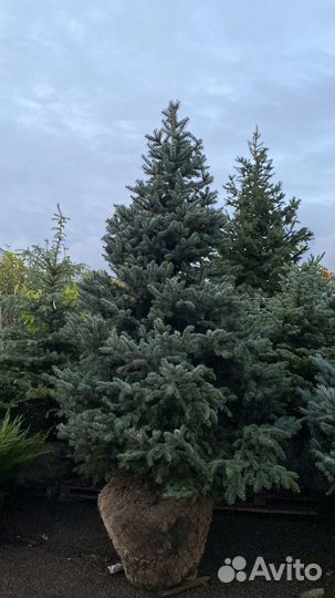 Ель голубая 250-300